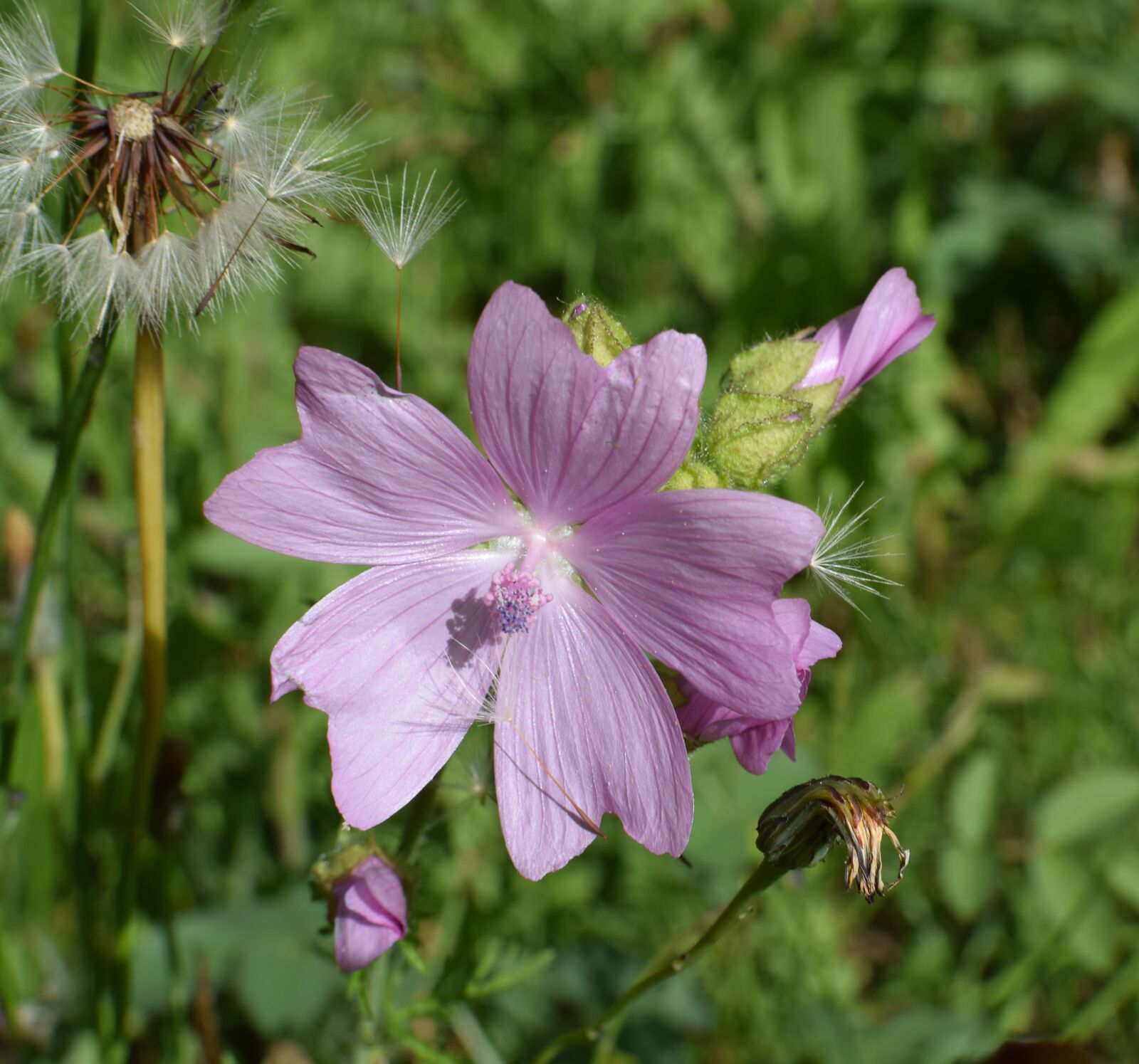 Nikon D5300 sample photo. Malva, flower, plant photography