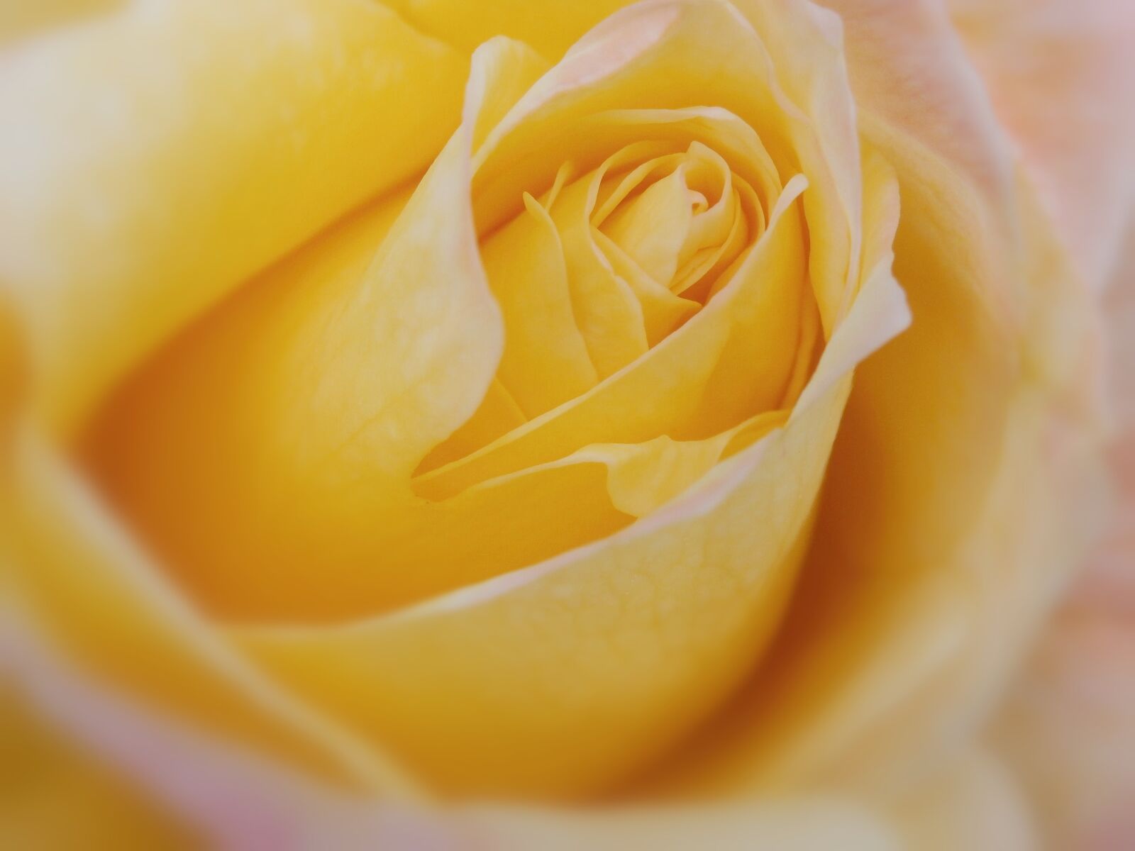 Olympus SZ-15,DZ-100 sample photo. Flower, flowers, rosa photography
