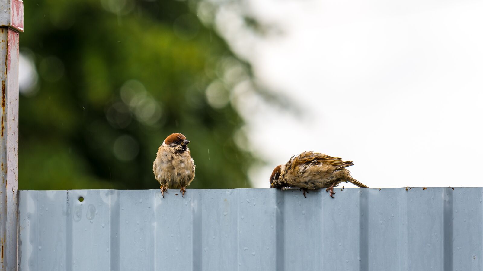 Nikon D7200 sample photo. Birds, sparrow, plumage photography