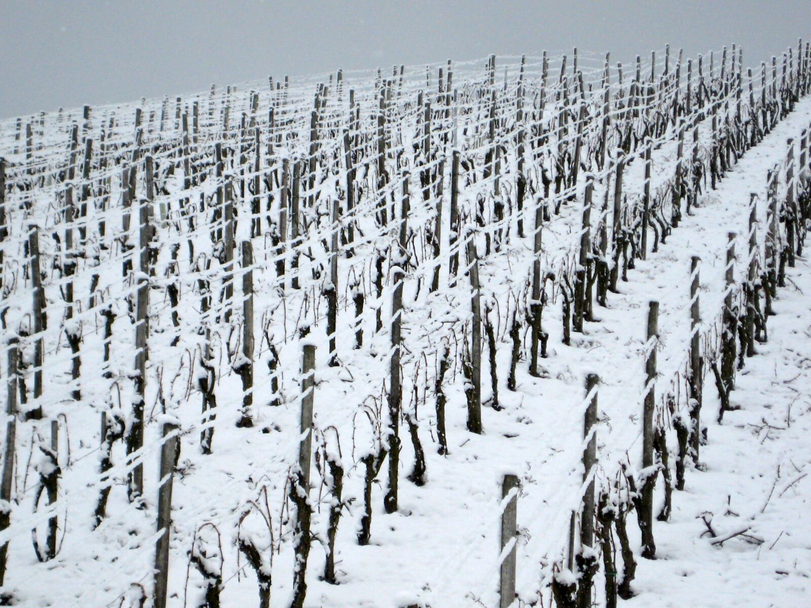 Canon DIGITAL IXUS 70 sample photo. Vineyard, winter, landscape photography