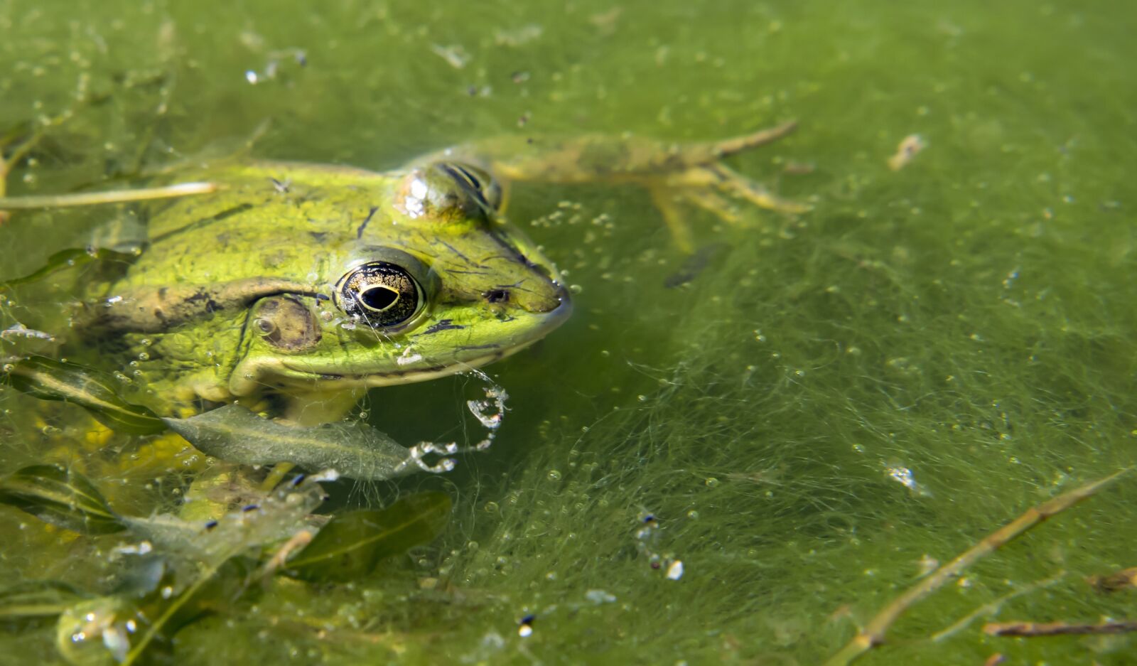 Nikon D5300 sample photo. Frog, pond, green photography