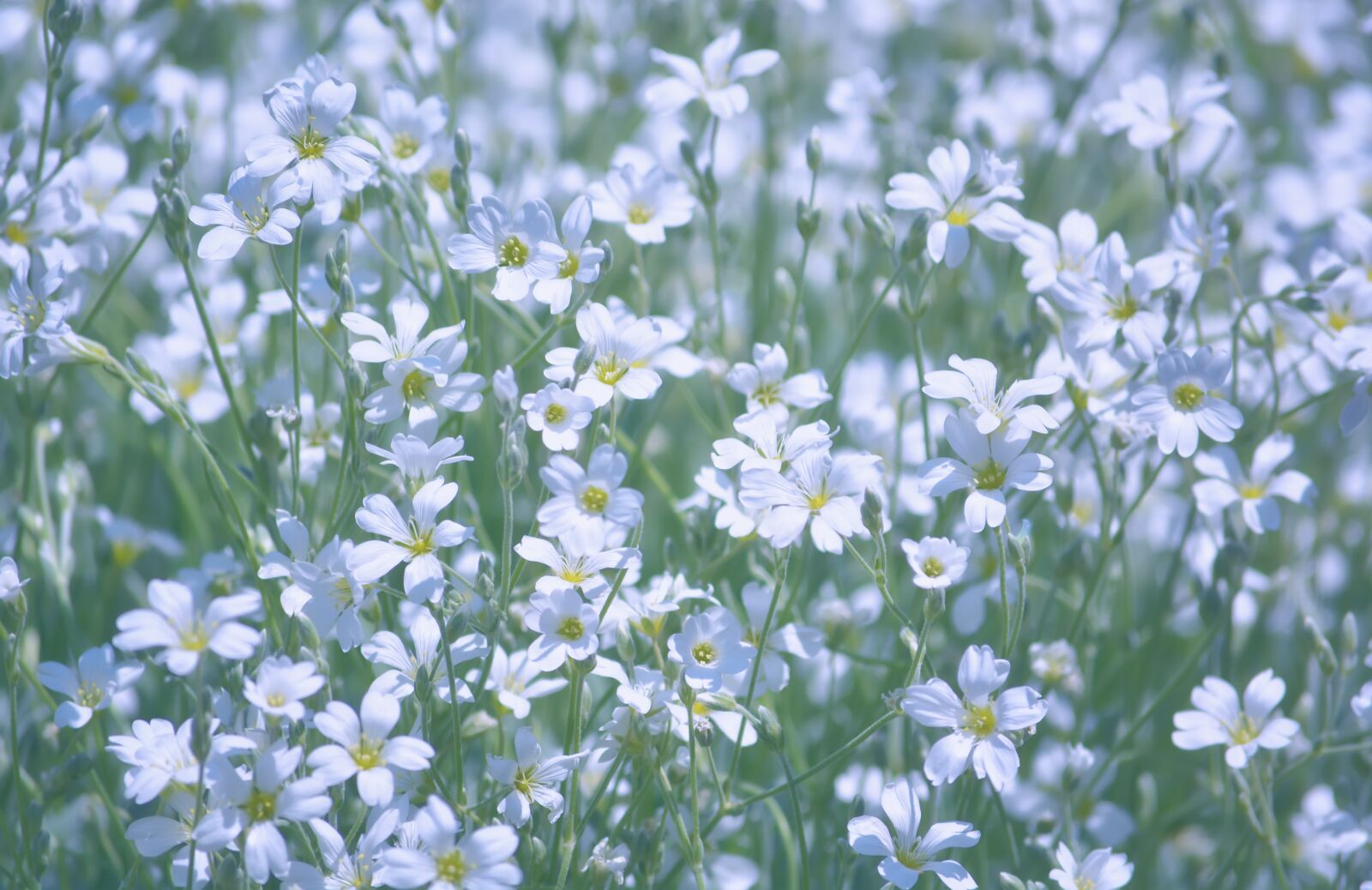 Nikon D5200 sample photo. Flowers, white, green photography