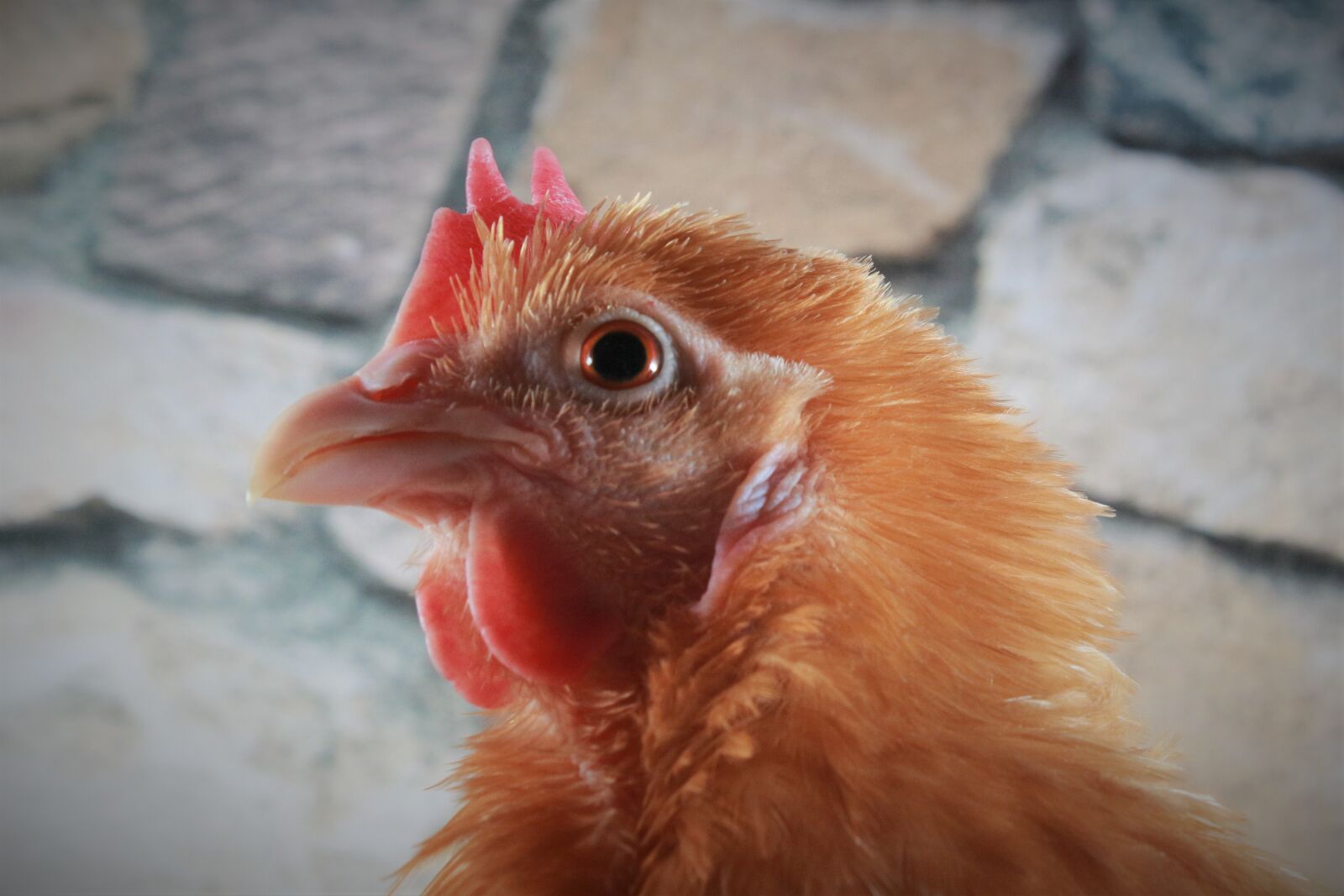 Canon EF-S 18-55mm F3.5-5.6 IS sample photo. Chicken, feather, close photography