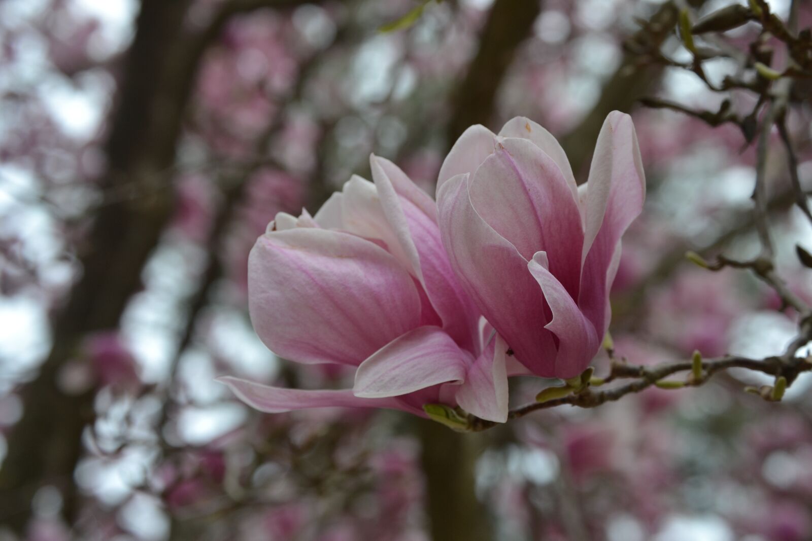 Nikon D3100 sample photo. Tulips, summer, nature photography