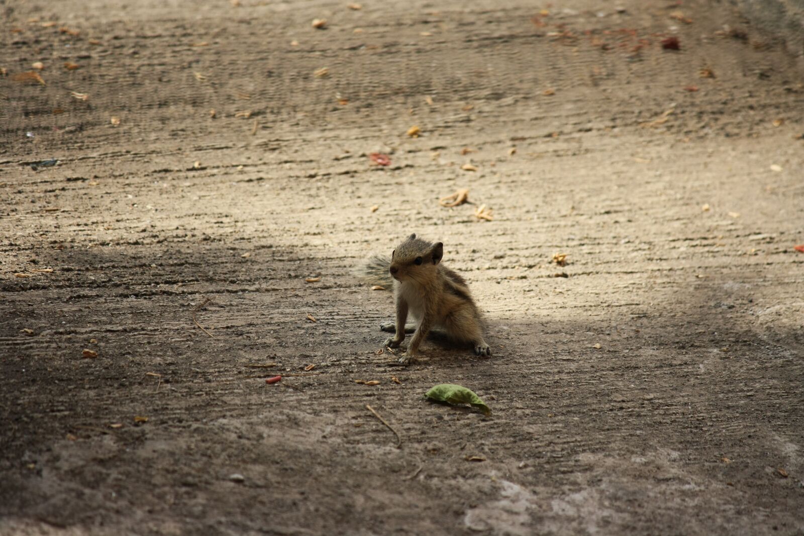 Canon EOS 1000D (EOS Digital Rebel XS / EOS Kiss F) sample photo. Squirrel, animal, cute photography