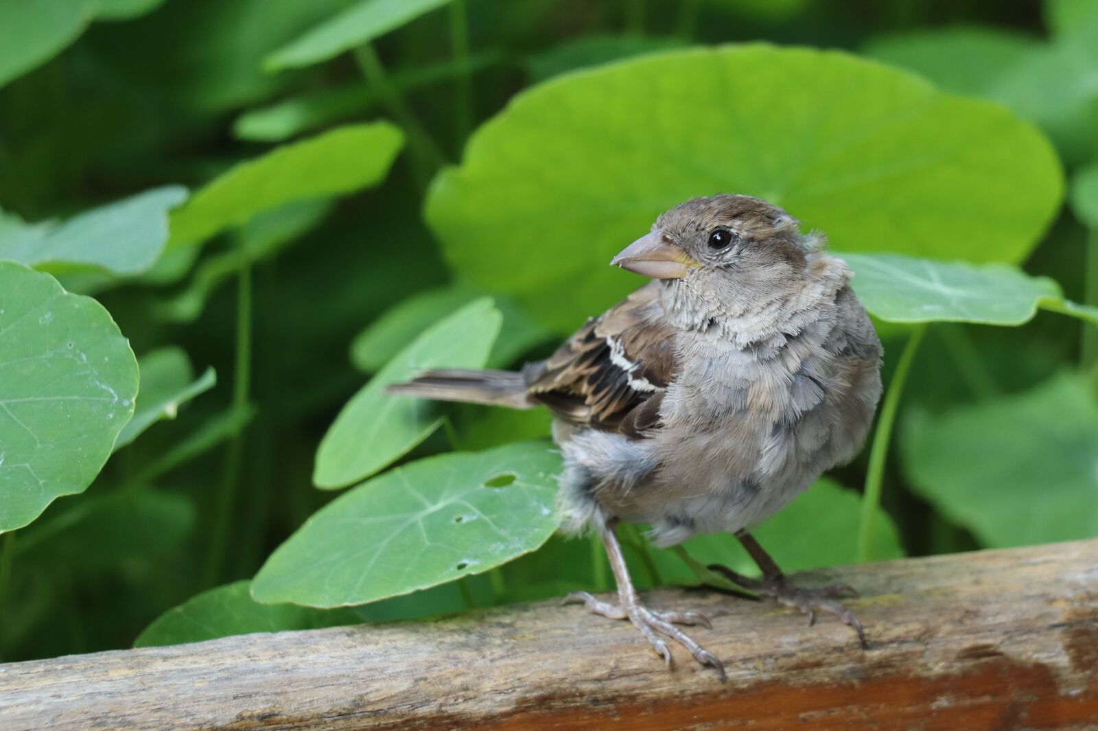 Canon EOS 250D (EOS Rebel SL3 / EOS Kiss X10 / EOS 200D II) sample photo. Sparrow, perched sparrow, perched photography