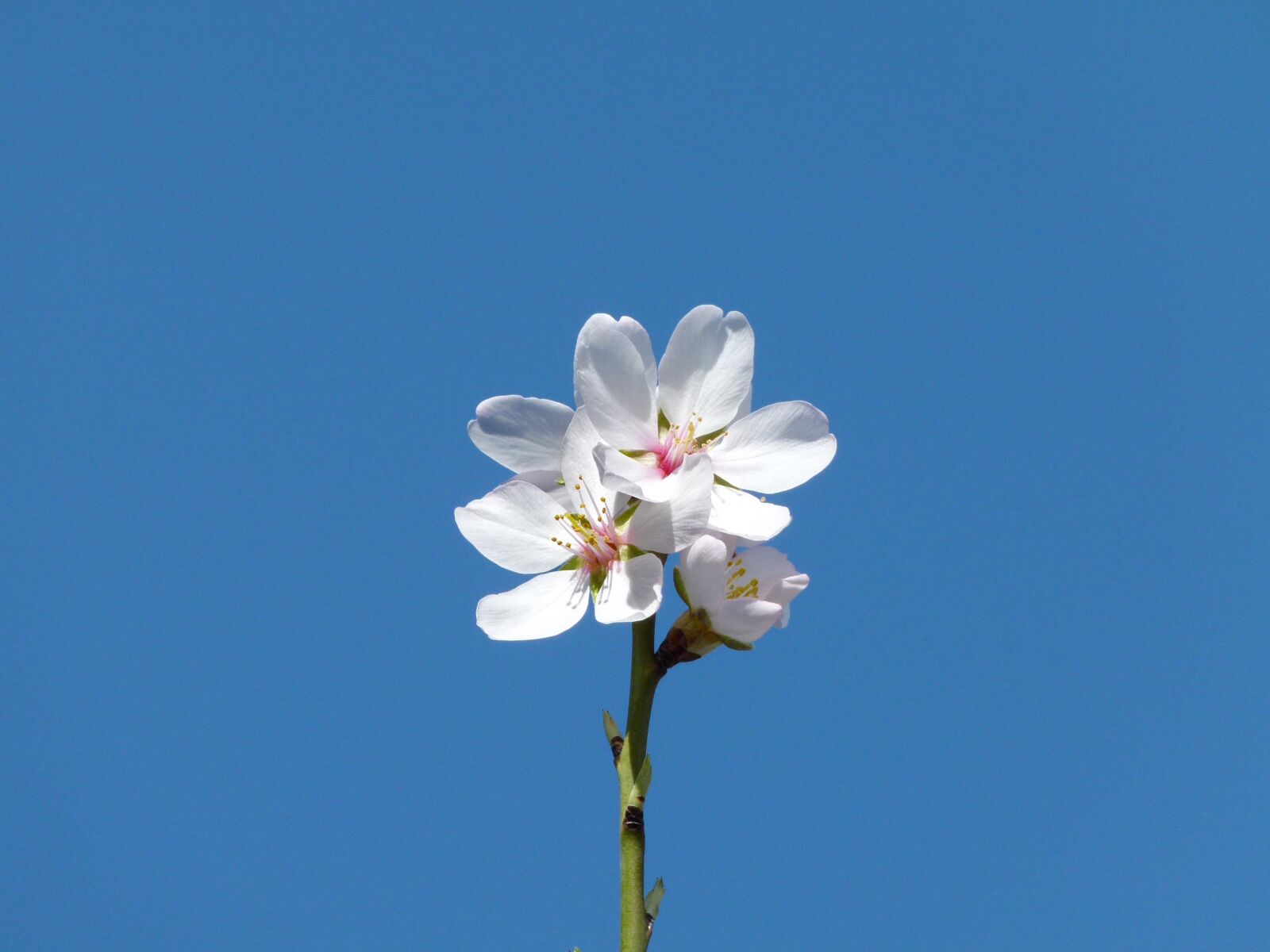 Leica V-Lux 2 sample photo. Almond flower, flower, plant photography