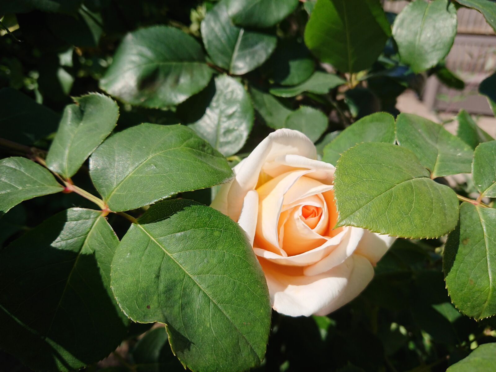 Sony Xperia XZ Premium sample photo. Rose, garden, rosebud photography