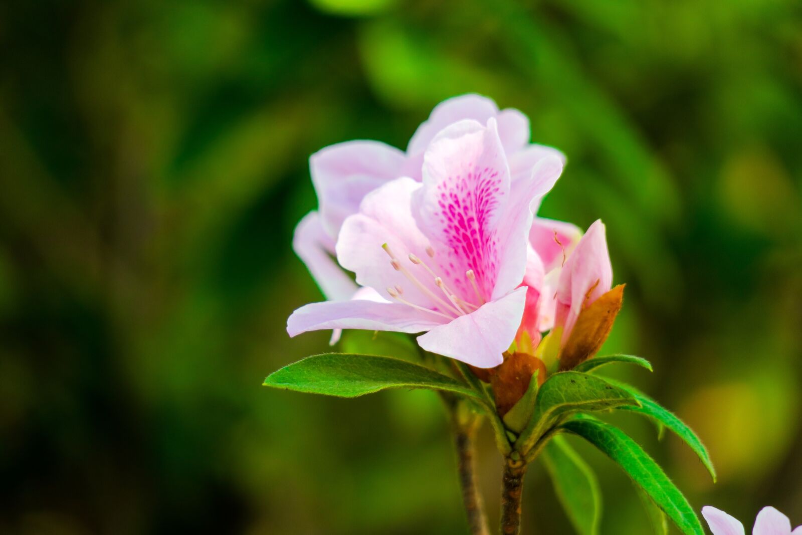 Canon PowerShot G3 X sample photo. Rhododendron, hong kong, the photography
