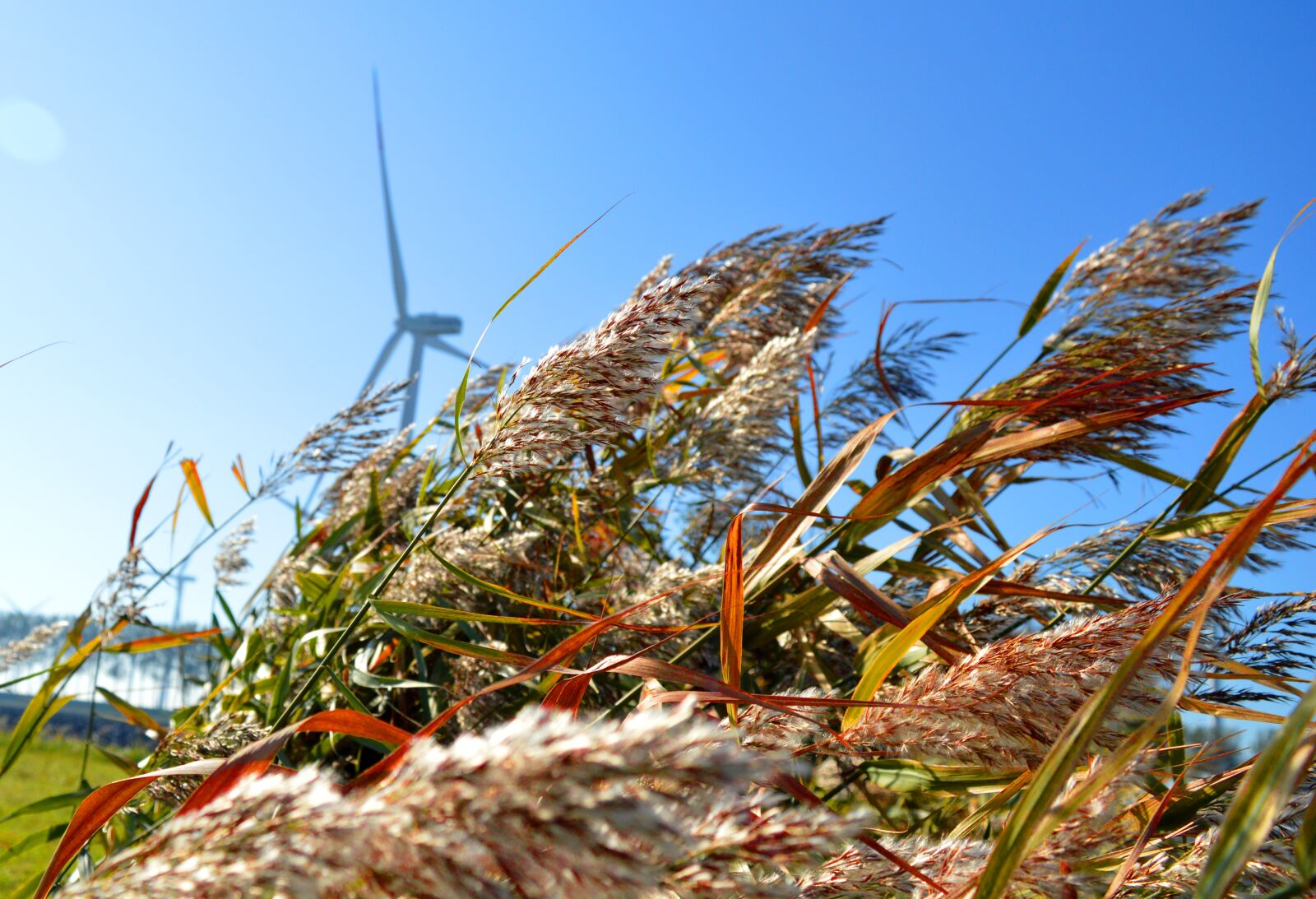 Nikon D3200 sample photo. Grasses, windmill, blue sky photography