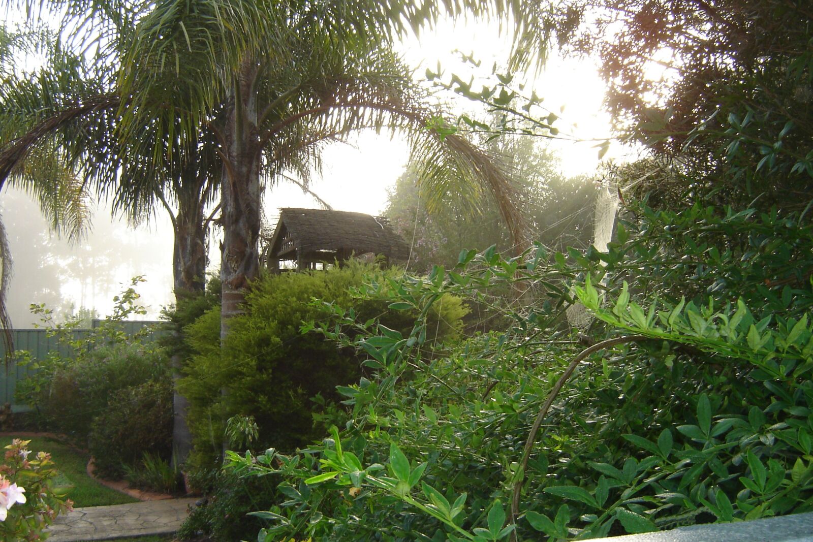 Sony DSC-P73 sample photo. Garden, fog, sunrise photography