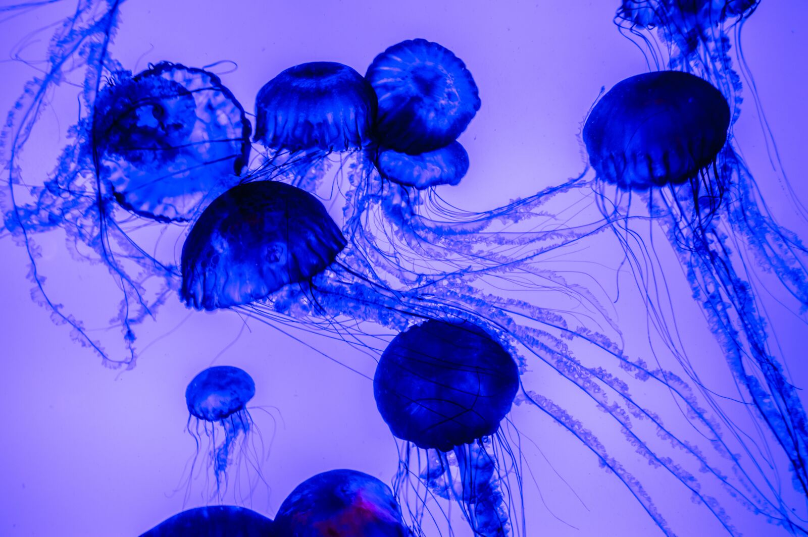 Nikon D3200 sample photo. Jellyfish, water, ocean photography