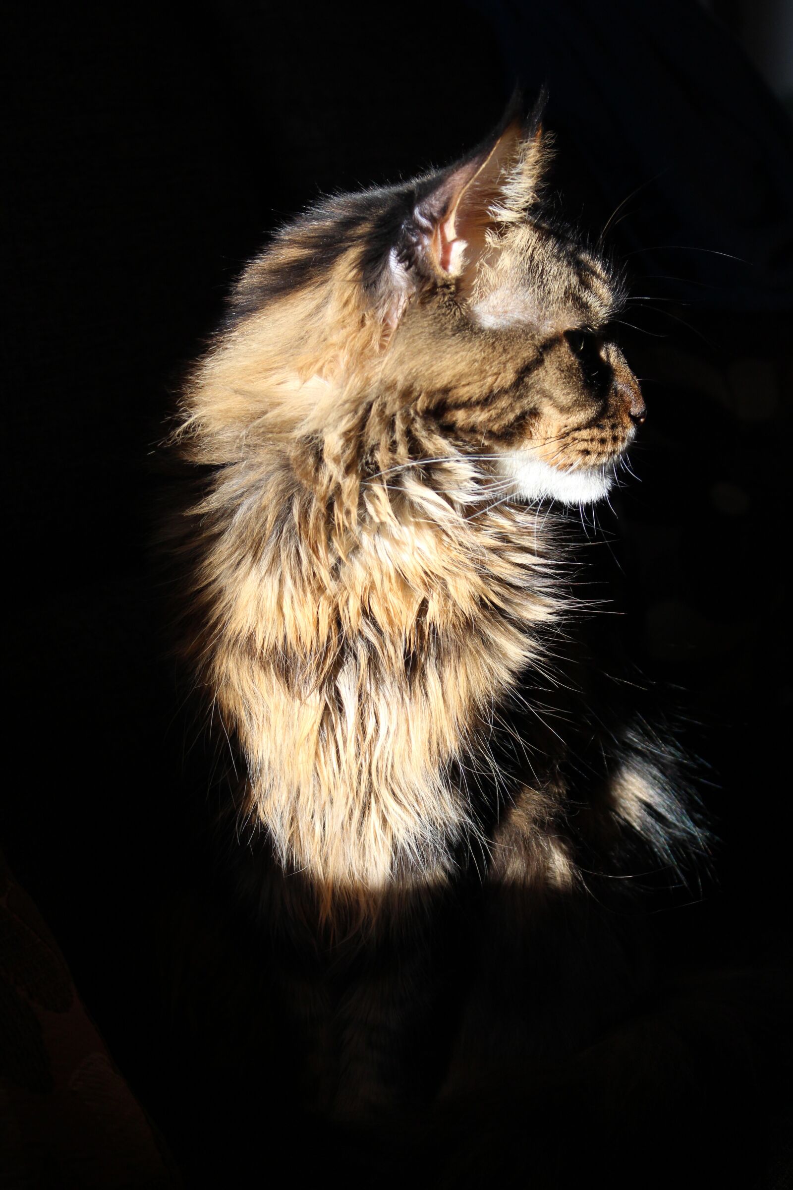 Canon EOS 700D (EOS Rebel T5i / EOS Kiss X7i) sample photo. Maine coon cat, cat photography