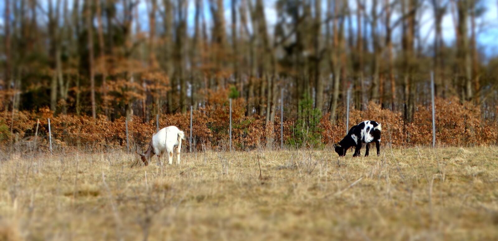 Sony Cyber-shot DSC-HX300 sample photo. Goats, animals, livestock photography