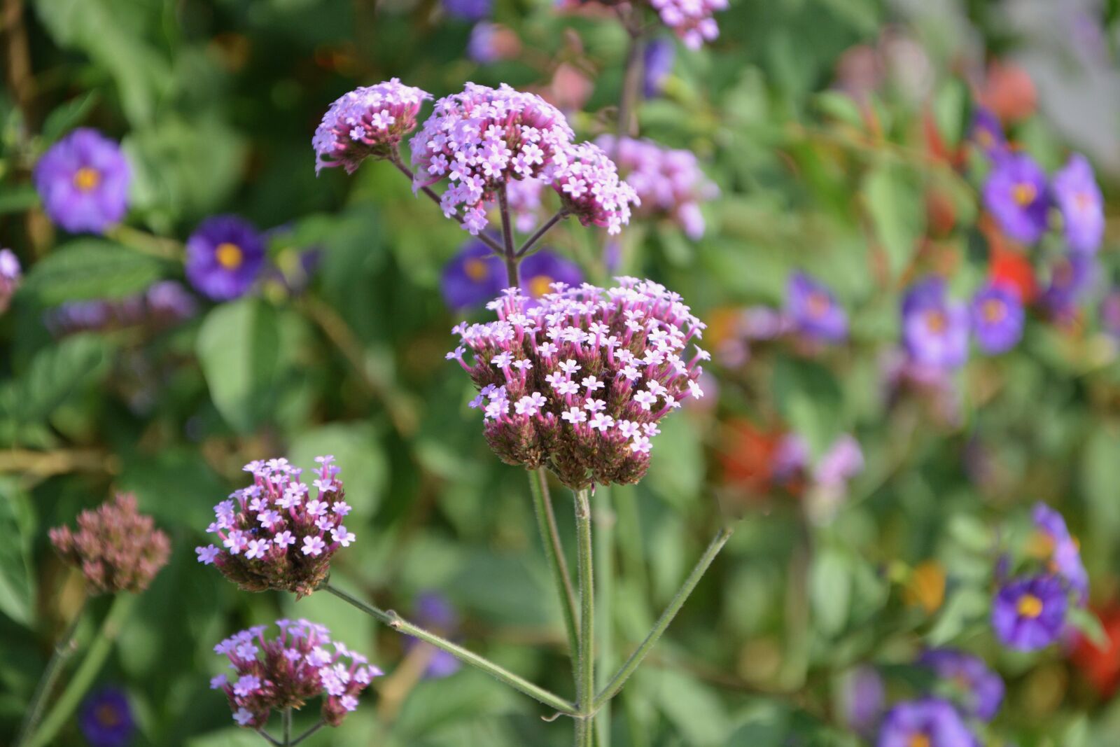 Nikon D5200 sample photo. Flowers, pink, rod photography
