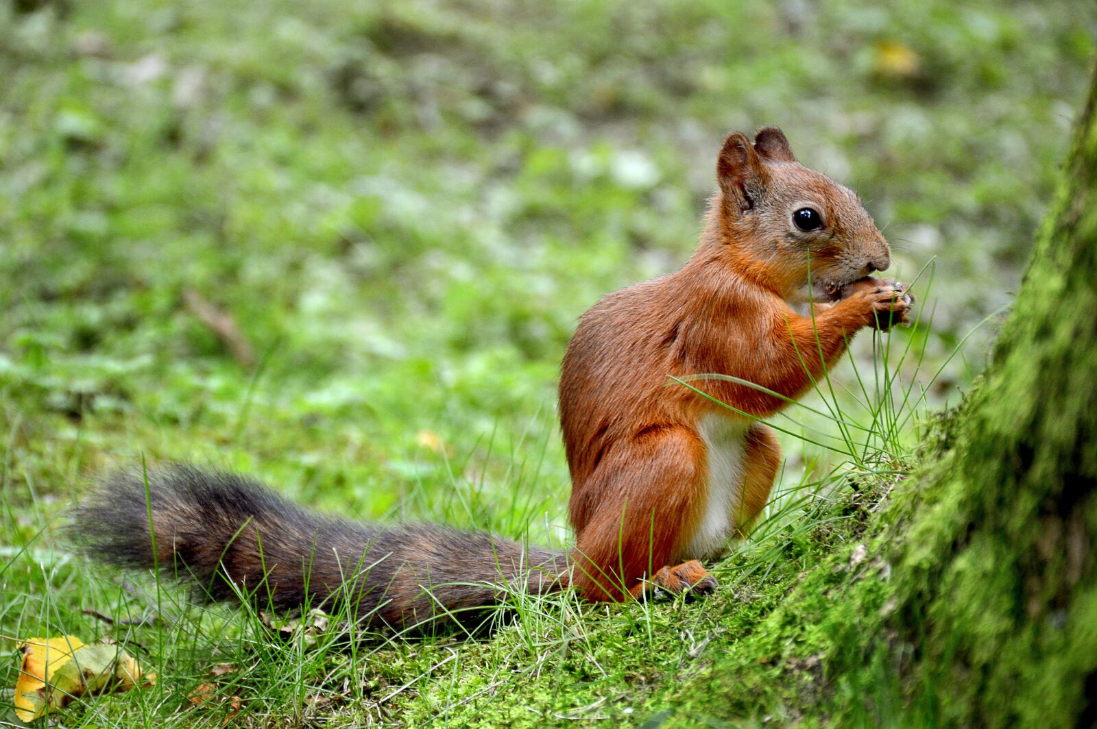 Nikon D3200 sample photo. Squirrel, summer, peterhof photography