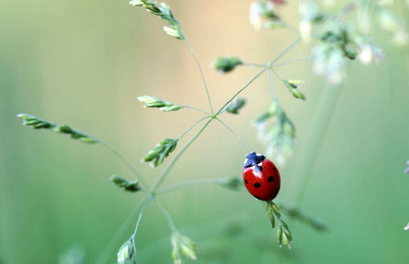 Canon EOS 650D (EOS Rebel T4i / EOS Kiss X6i) sample photo. Ladybug, beetle, coccinellidae photography