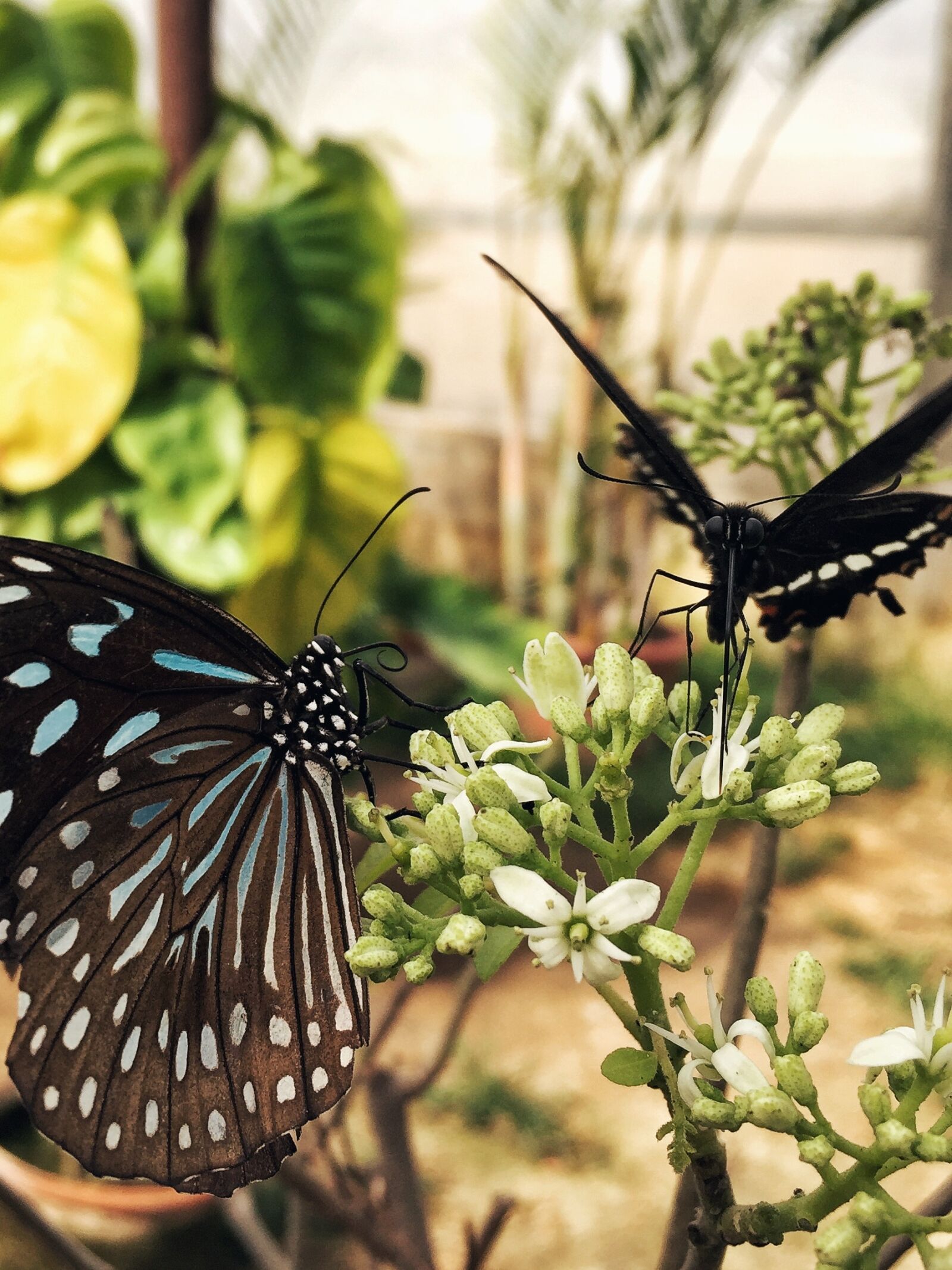 iPhone 6 Plus back camera 4.15mm f/2.2 sample photo. Butterfly, black, quentin chong photography