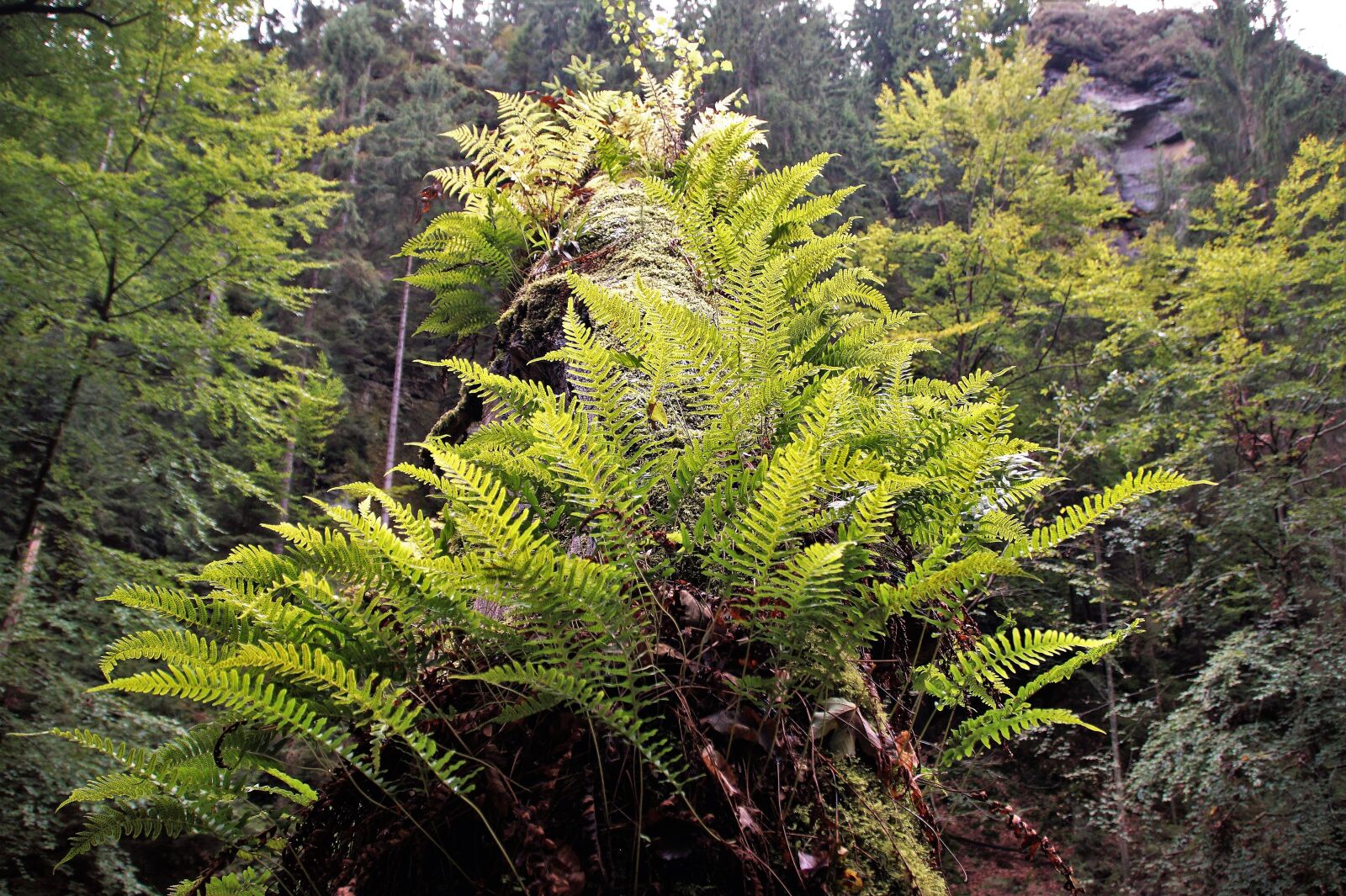 Sony SLT-A58 sample photo. Bracken, ferns, nature photography