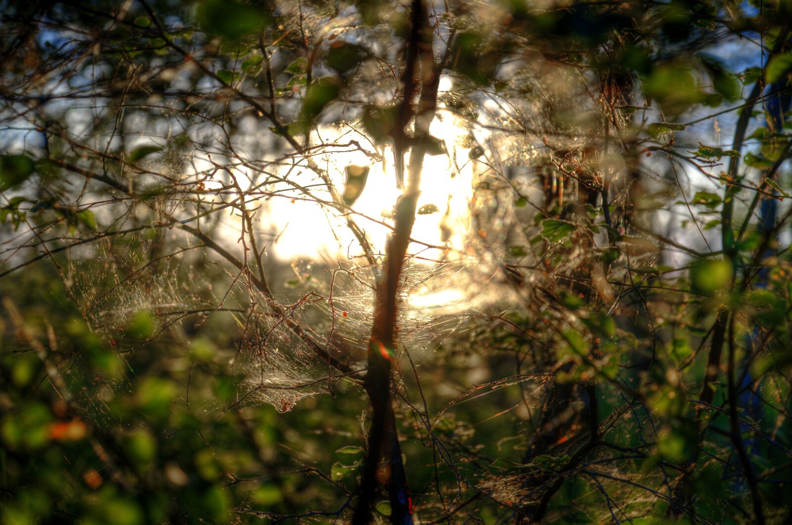 Nikon D600 sample photo. Web, spider, insect photography