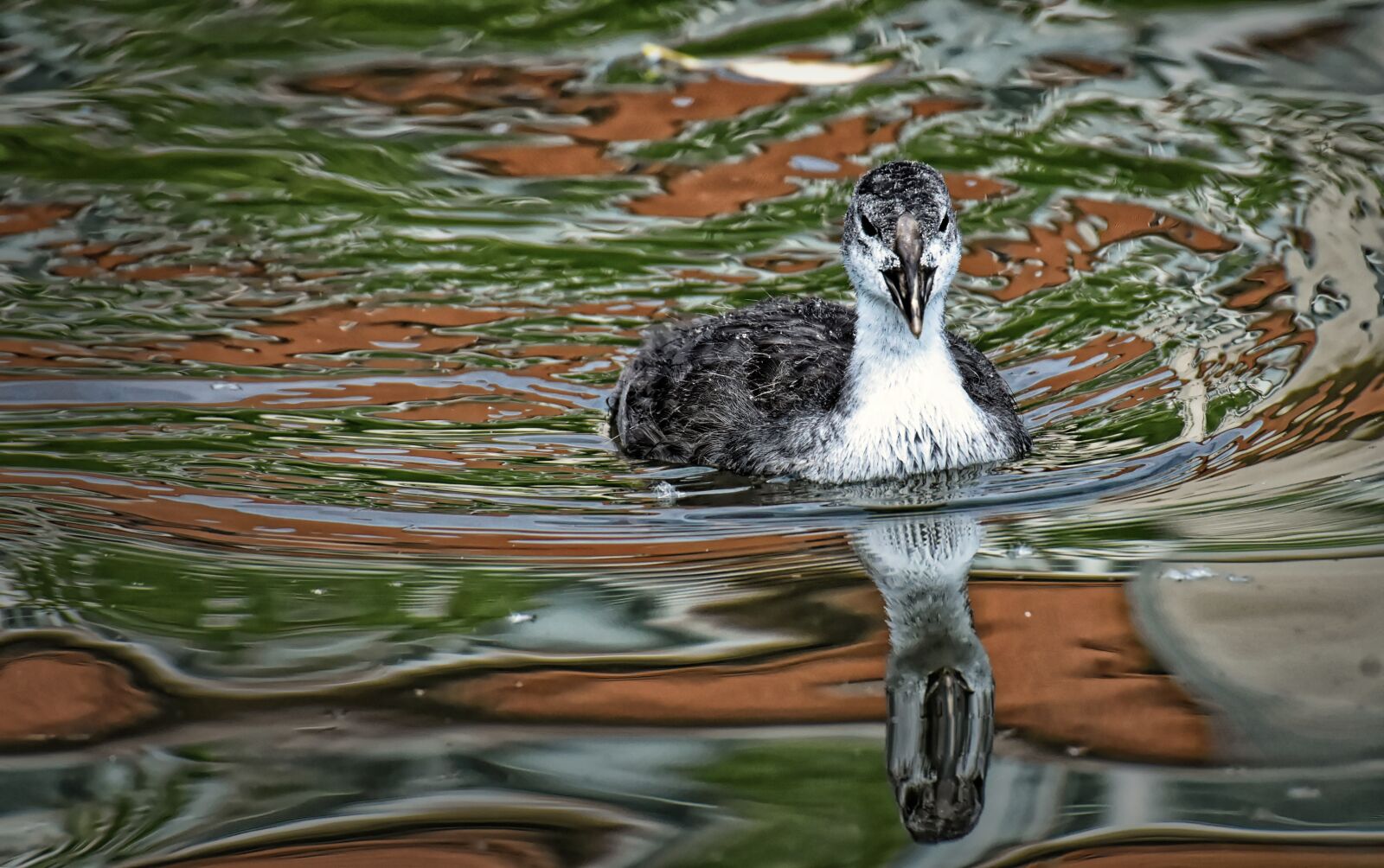 Nikon D7200 sample photo. Coot, chicks, animal photography