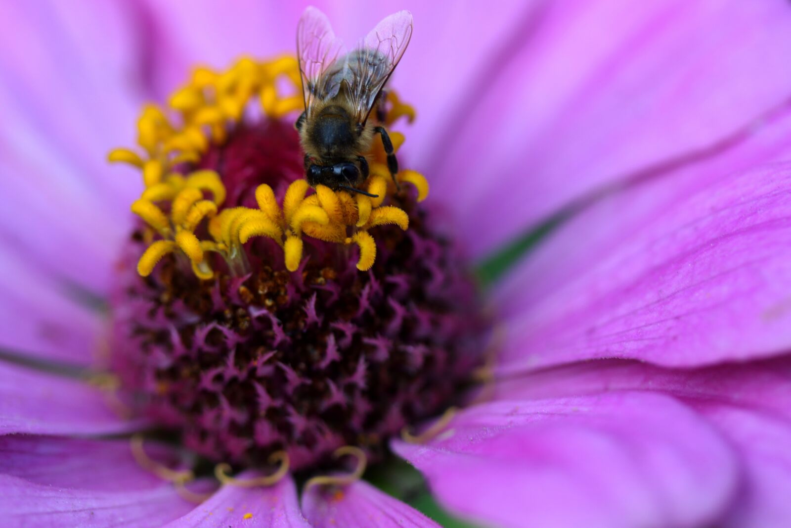 Canon EF-S 60mm F2.8 Macro USM sample photo. Bee, pollination, carciumareasa photography