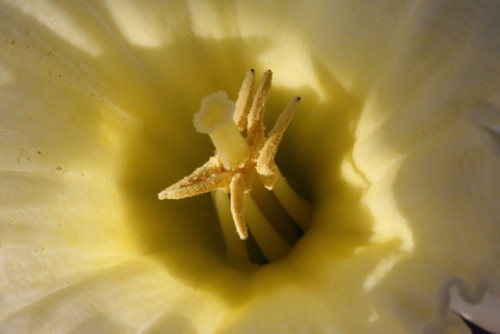 Canon EF 100mm F2.8L Macro IS USM sample photo. Snowflake, spring, flower photography