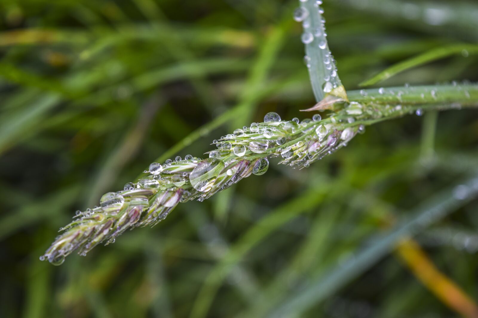 Nikon D3300 sample photo. Grass, drop of water photography