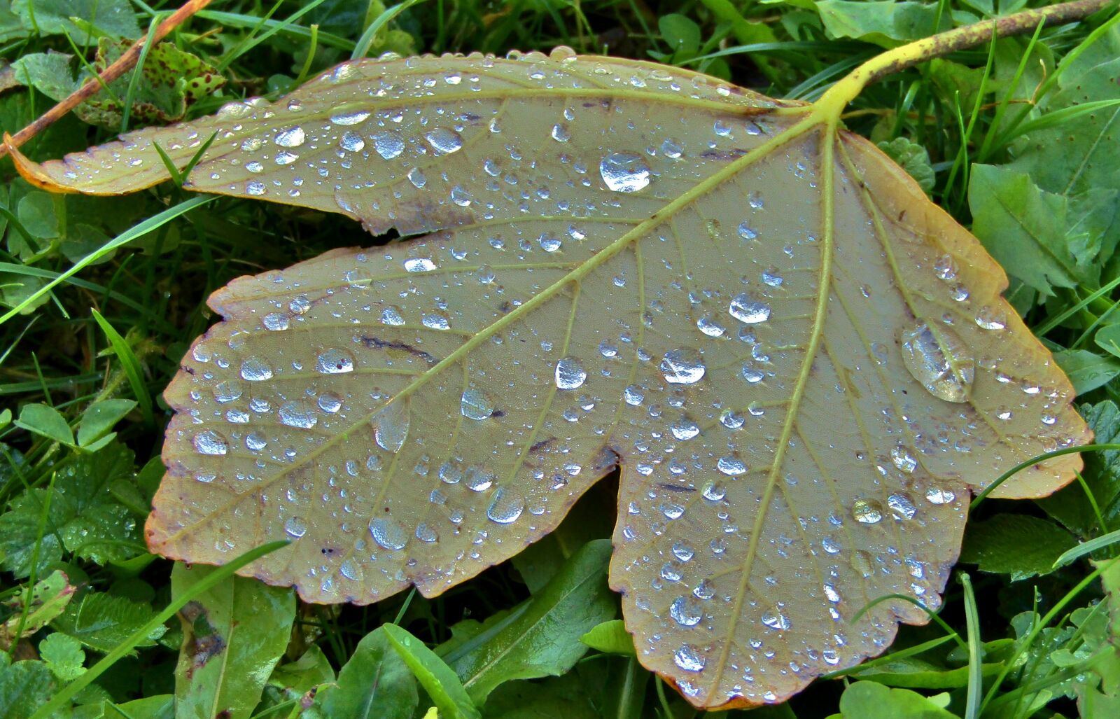 Canon POWERSHOT SX432 IS sample photo. Leaf, raindrop, water photography