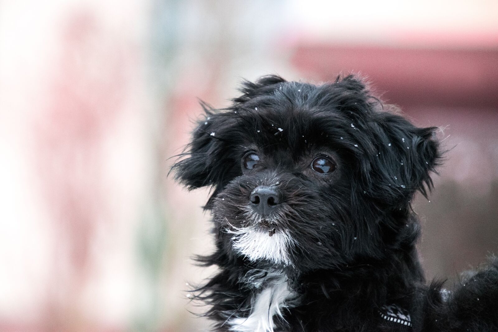 Nikon D3300 sample photo. Dog, cute, animal photography