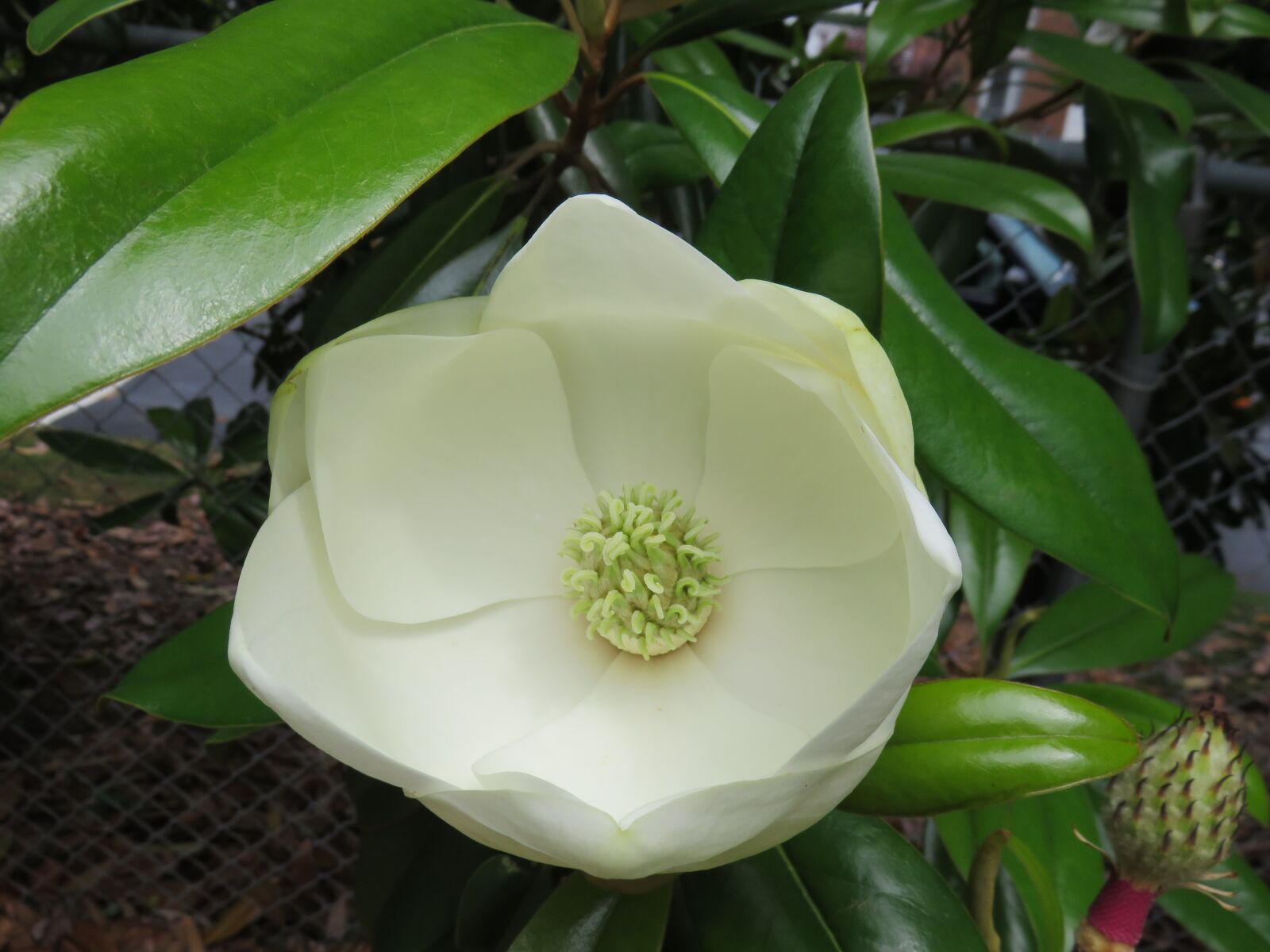 Canon PowerShot SX700 HS sample photo. Flower, leaf, garden photography