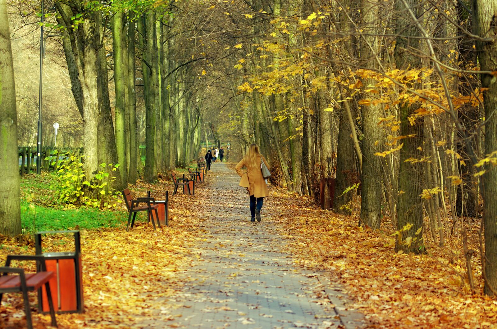 Nikon D5100 sample photo. Landscape, forest, the driveway photography
