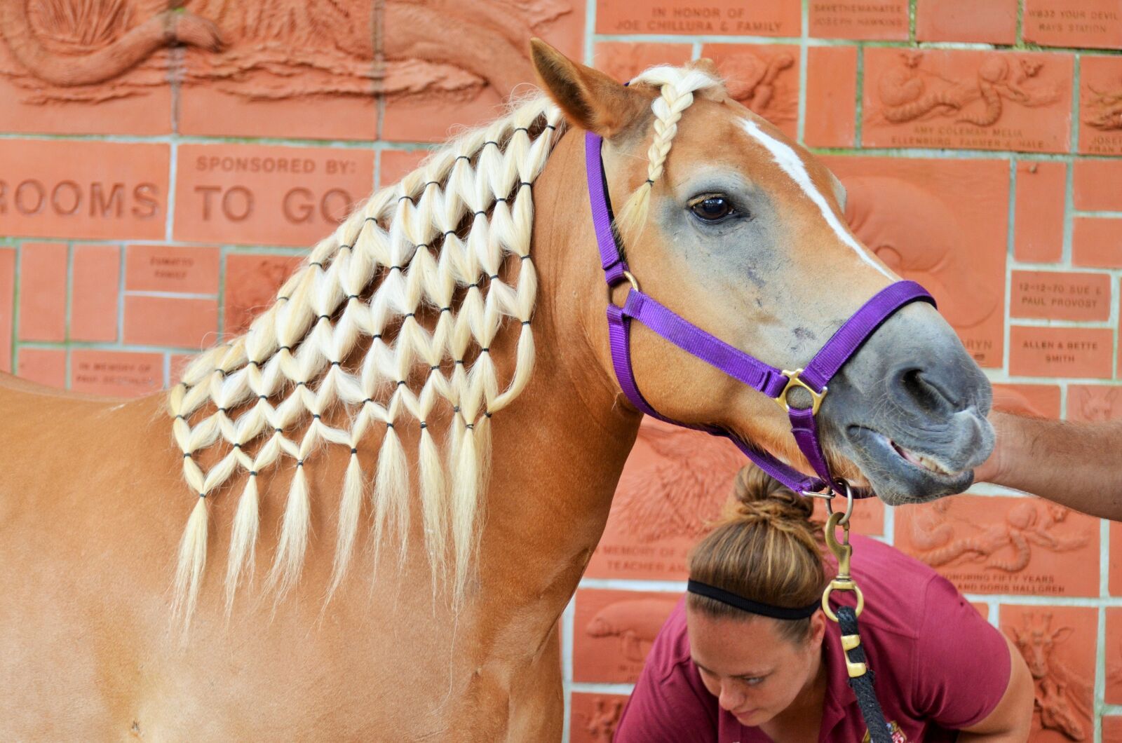 Nikon D5100 sample photo. Horse, horse head, horseback photography