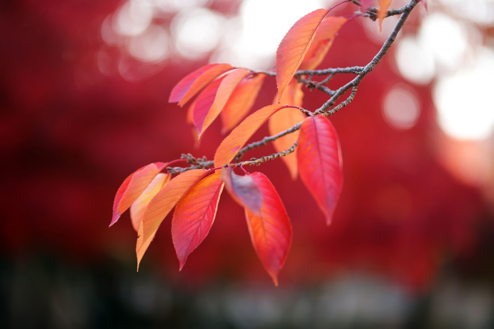 Sigma 85mm F1.4 DG HSM Art sample photo. Autumn leaves, leaves, autumn photography