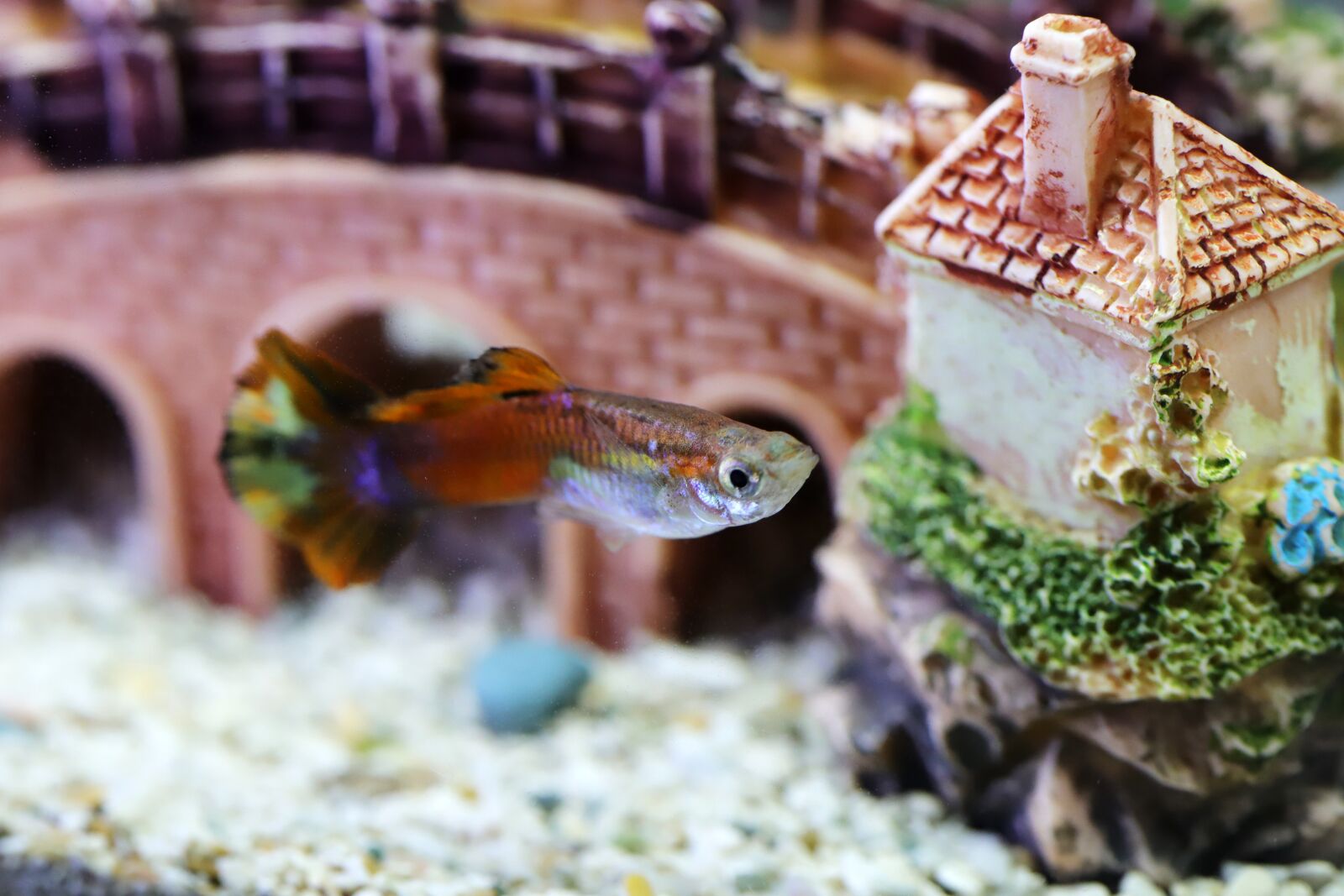 Canon EOS 6D Mark II sample photo. Goofy, tropical fish, fish photography