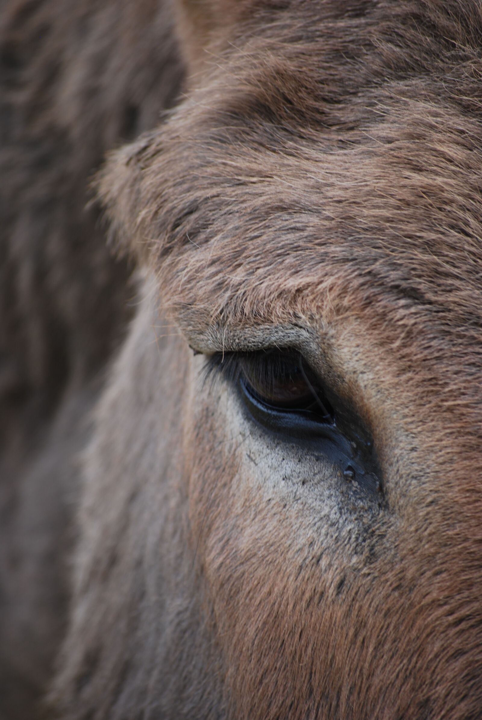 Nikon D60 sample photo. Donkey, eye, animal photography