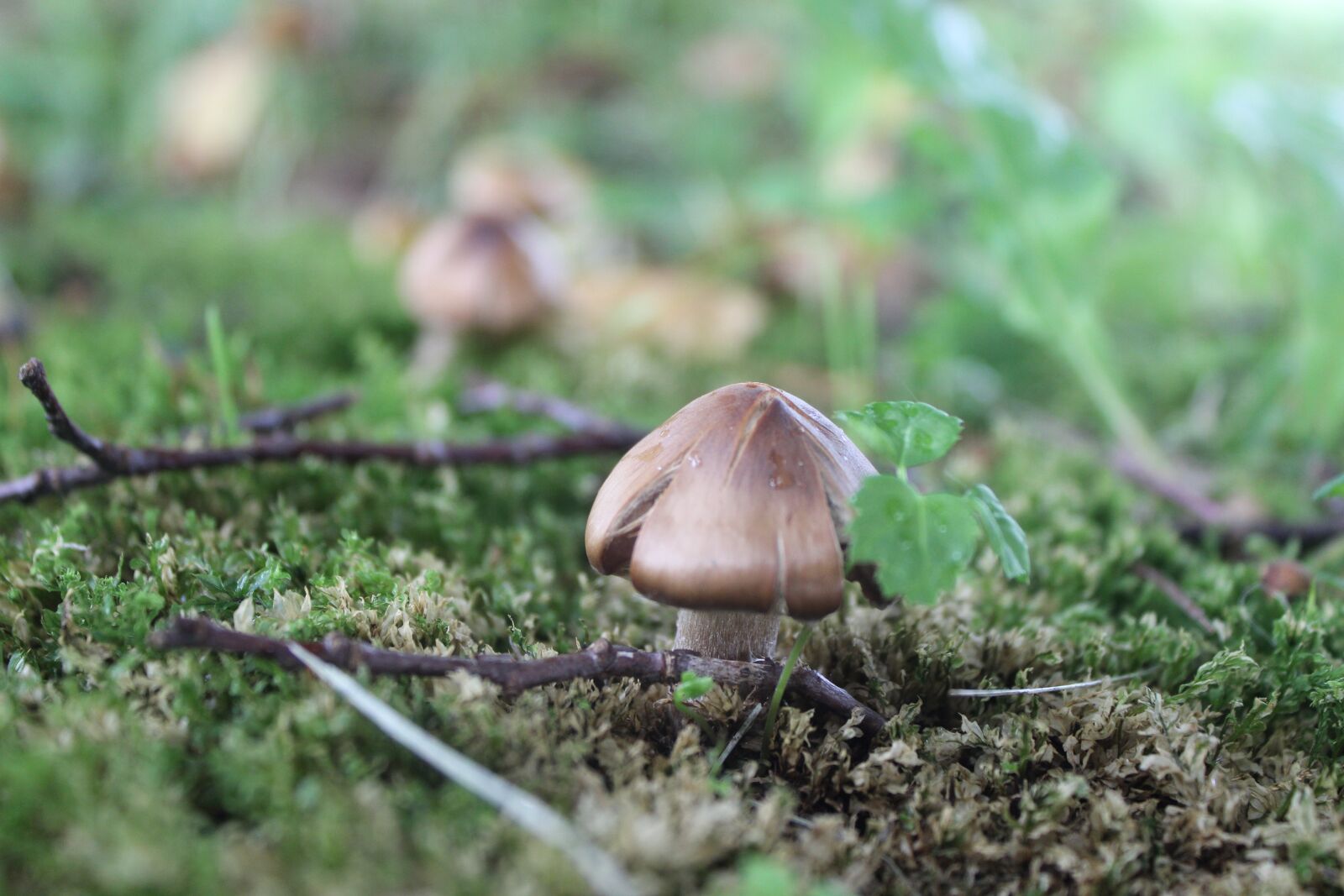 Canon EOS 600D (Rebel EOS T3i / EOS Kiss X5) sample photo. Mushroom, moss, nature photography
