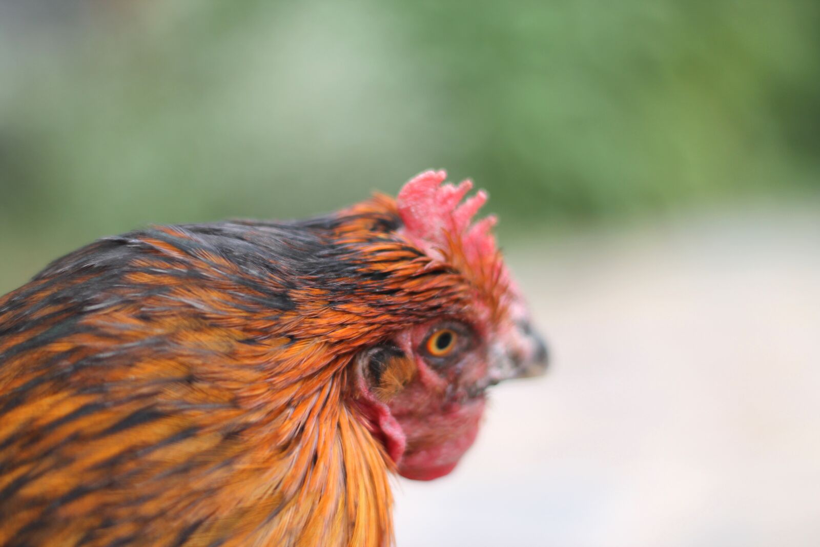 Canon EOS 1100D (EOS Rebel T3 / EOS Kiss X50) sample photo. Chicken, hahn, bird photography