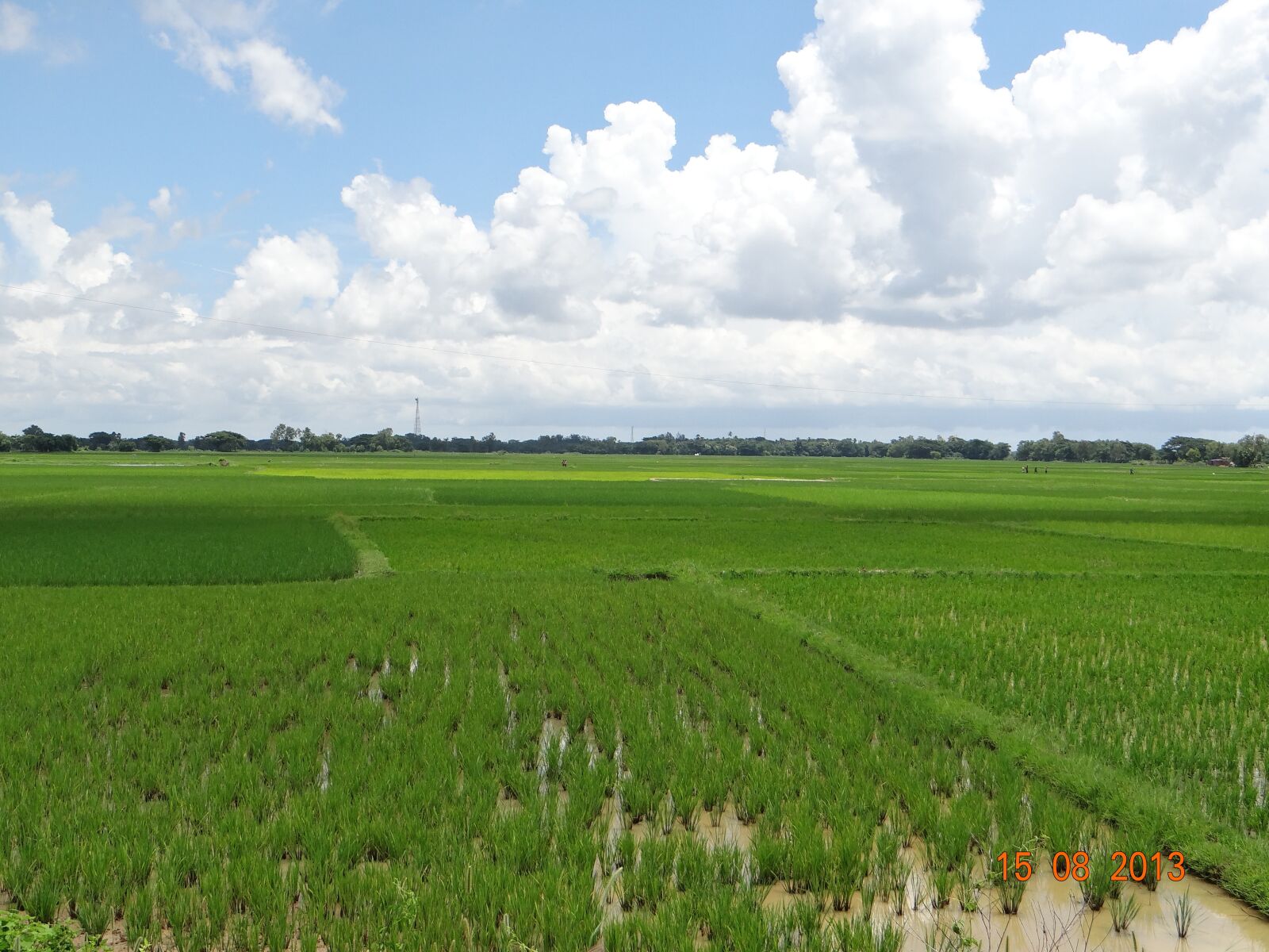 Sony DSC-HX200V sample photo. Paddy fields, greenery, farming photography