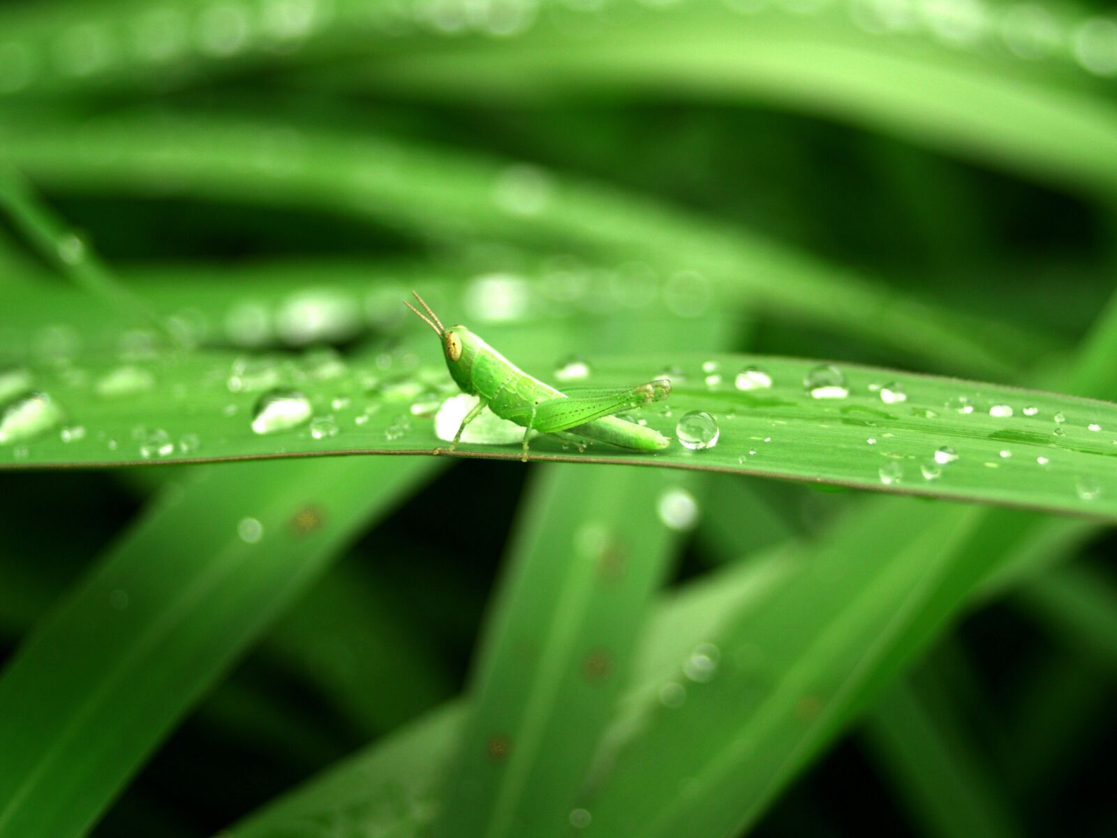 Olympus E-300 (EVOLT E-300) sample photo. Water, drops, leaf photography