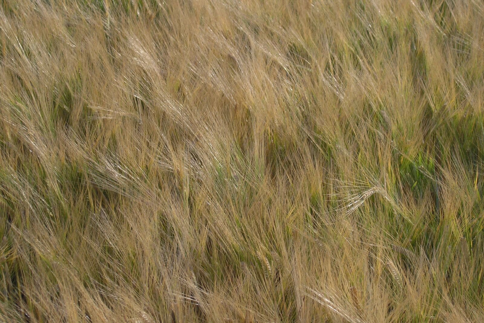 Olympus C5060WZ sample photo. Nature, wheat, field photography