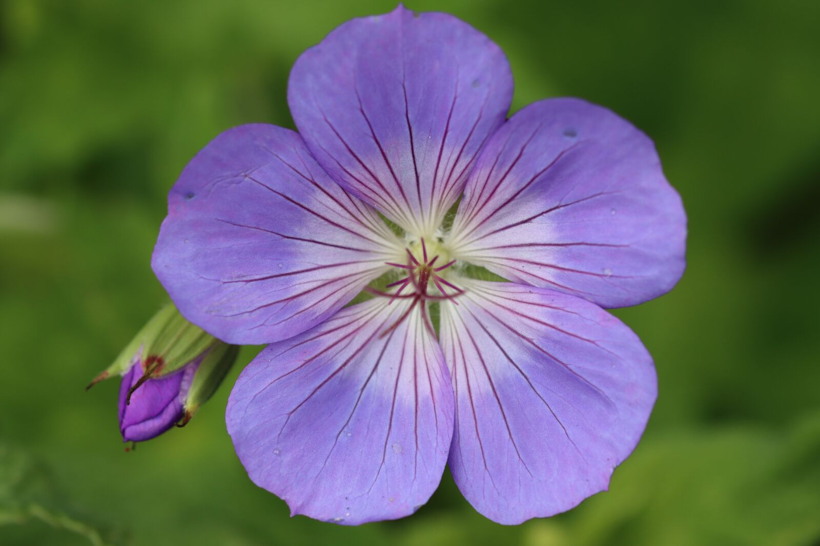 Canon EOS 90D sample photo. Flower, nectar, meadow photography