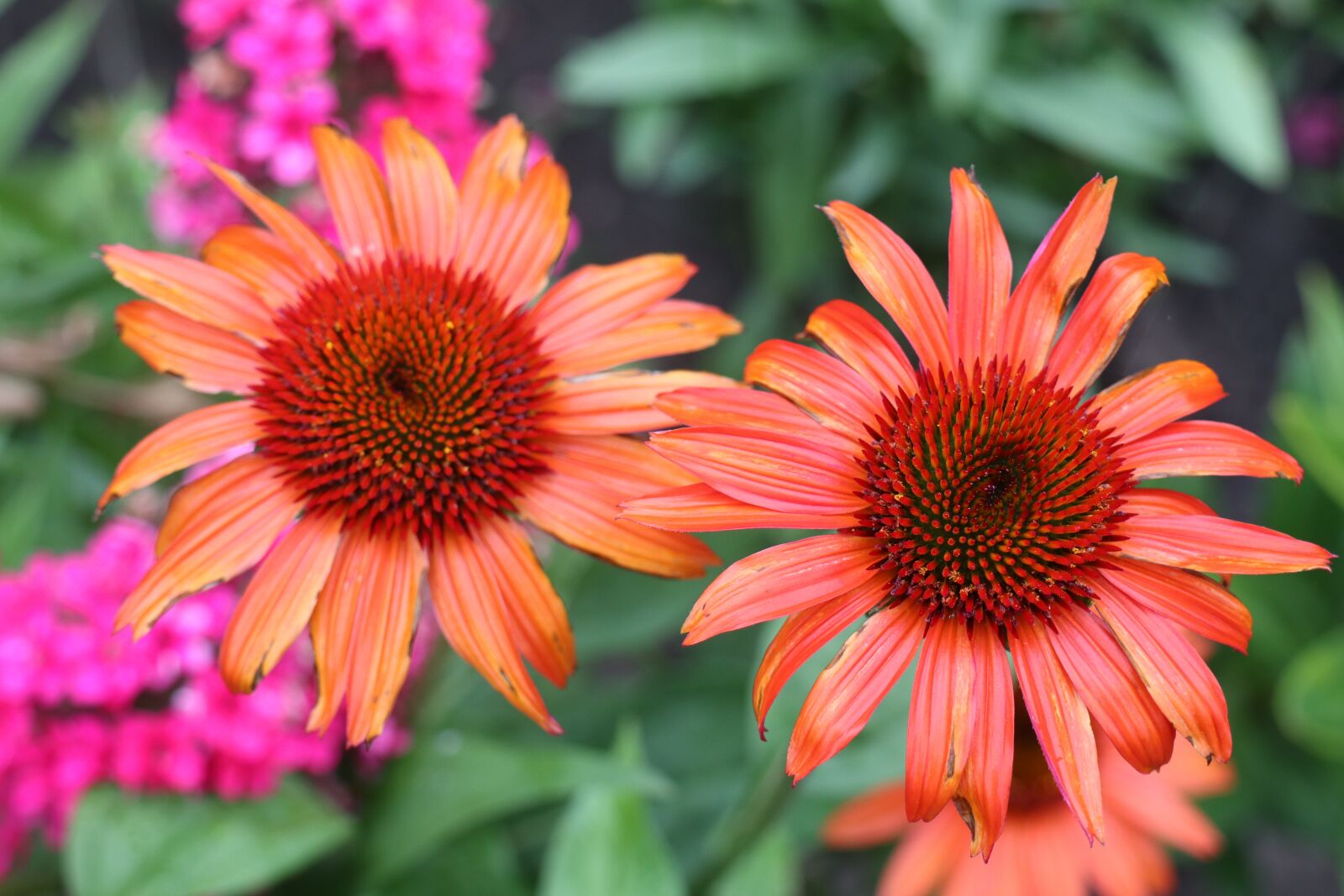 Canon EOS M6 sample photo. Garden, summer, flowers photography