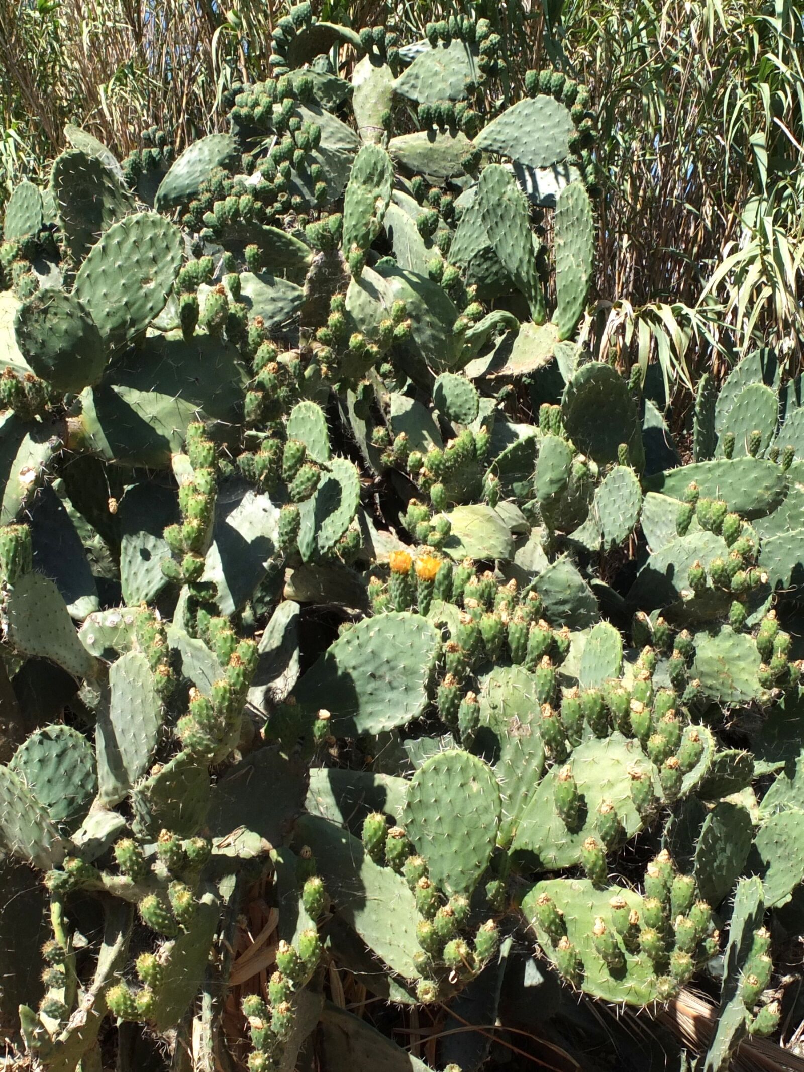 Fujifilm X10 sample photo. Cactus, plant, sting photography