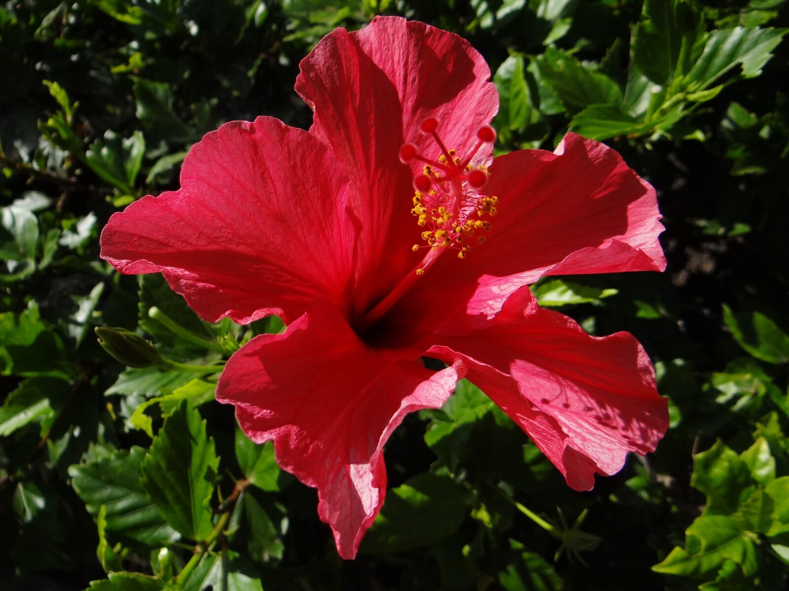 Sony Cyber-shot DSC-HX100V sample photo. Flower, botany, hibiscus photography