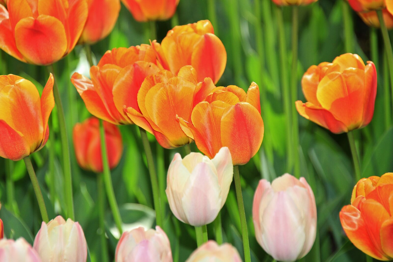 Canon EOS 7D sample photo. Tulips, flowers, summer photography
