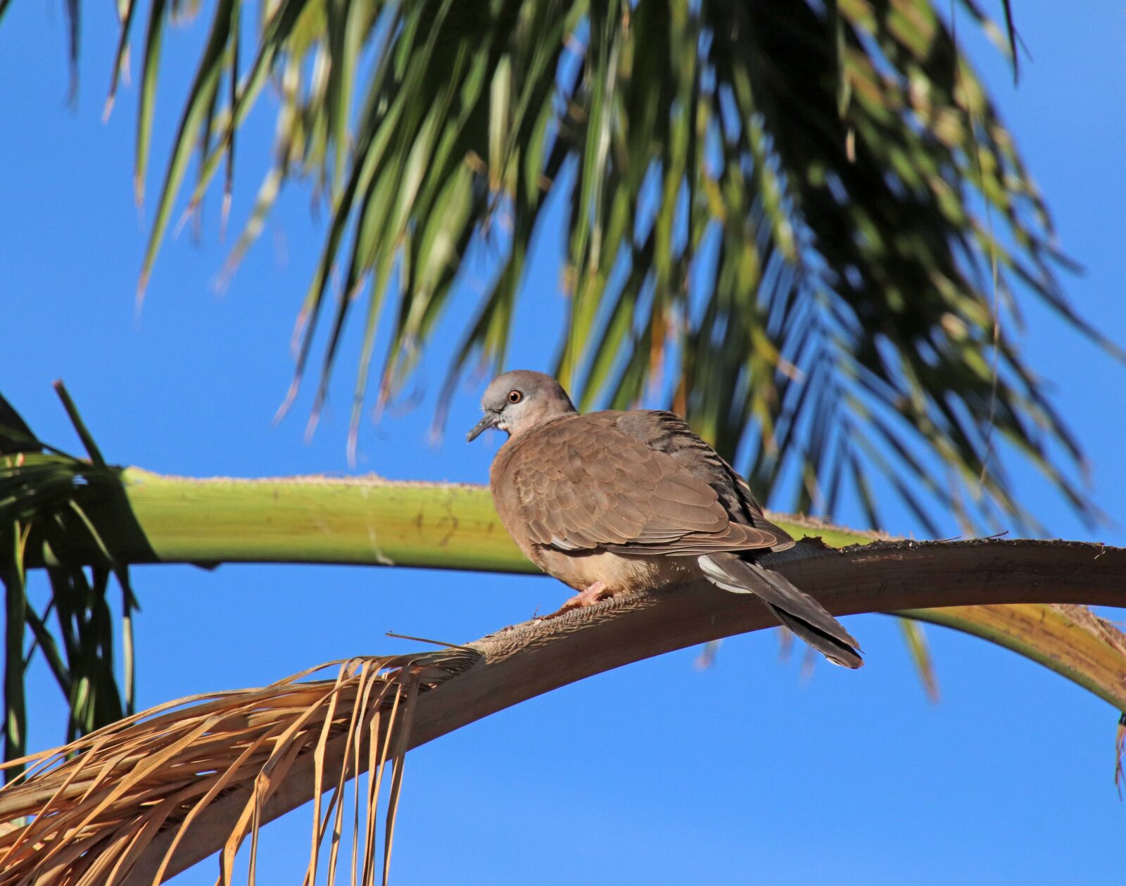 Canon EOS 800D (EOS Rebel T7i / EOS Kiss X9i) sample photo. Bird, turtle dove, perched photography