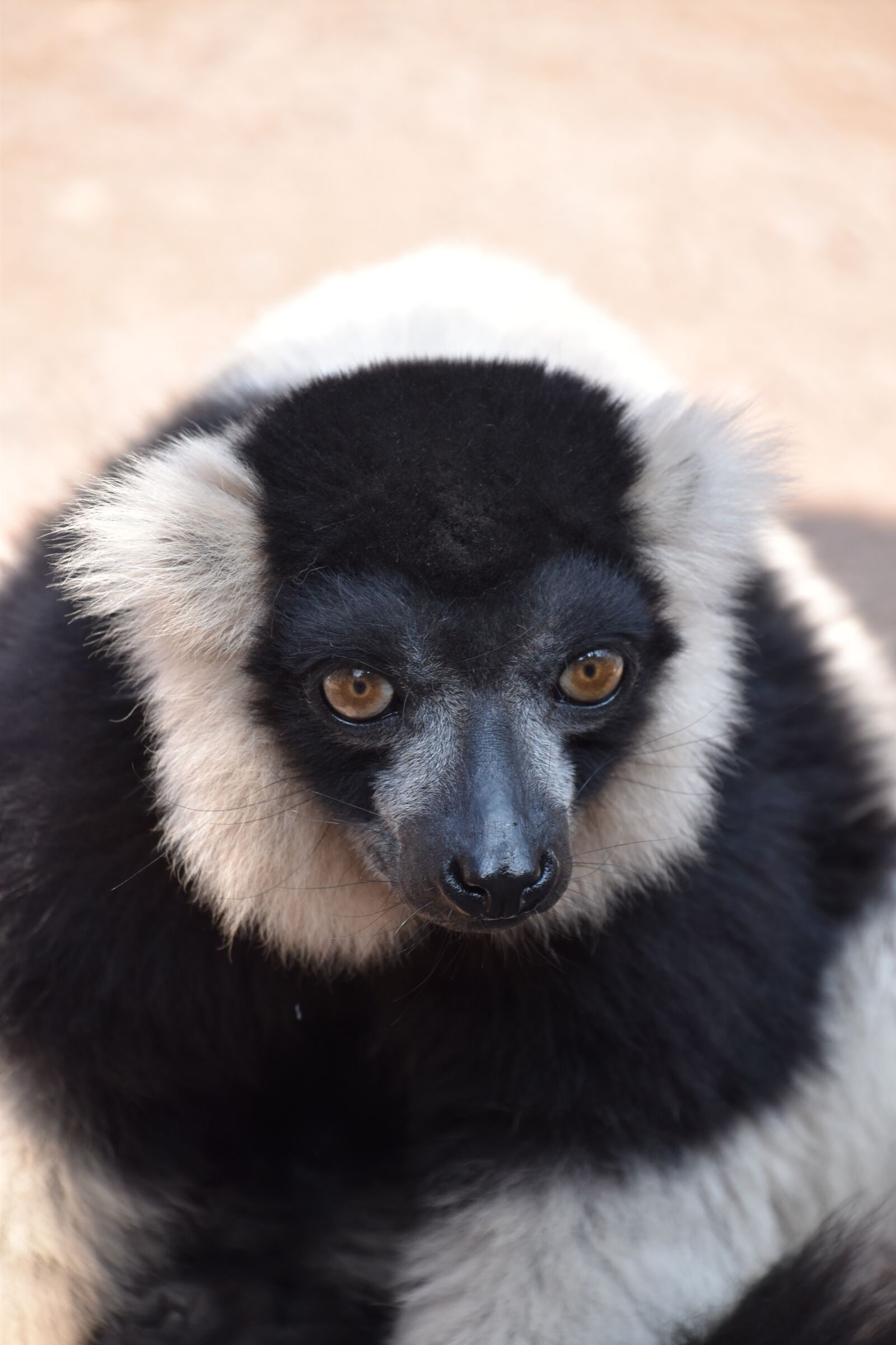 Nikon D5600 sample photo. Lemur, maki catta, stripes photography