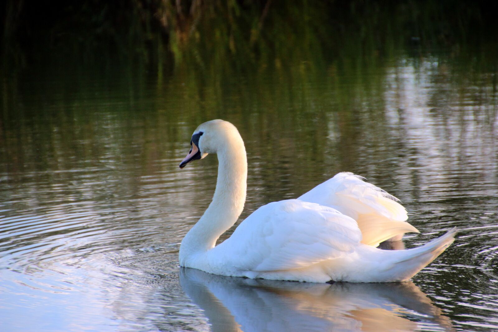 Canon EOS 650D (EOS Rebel T4i / EOS Kiss X6i) sample photo. Swan, mute swan, cygnus photography