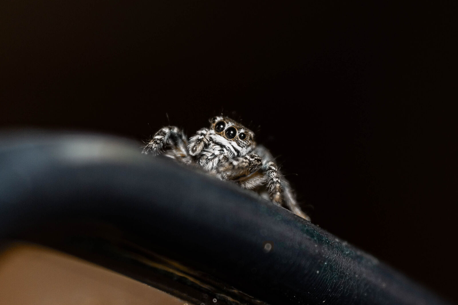 Sony SLT-A65 (SLT-A65V) sample photo
